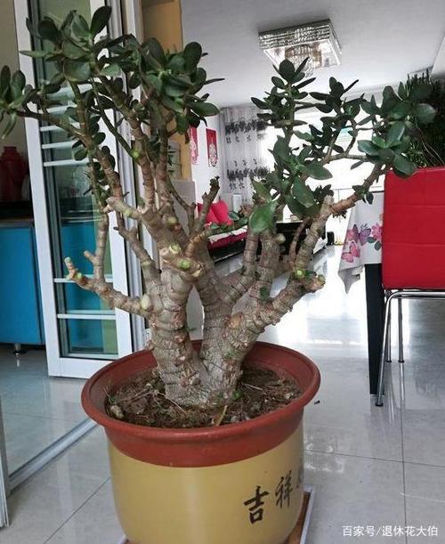 长寿花如何变成老桩?掌握一招技巧,按照3步走植株叶绿