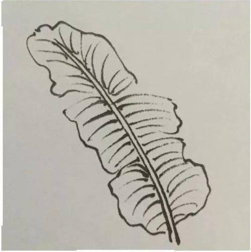 国画教程芭蕉叶画法