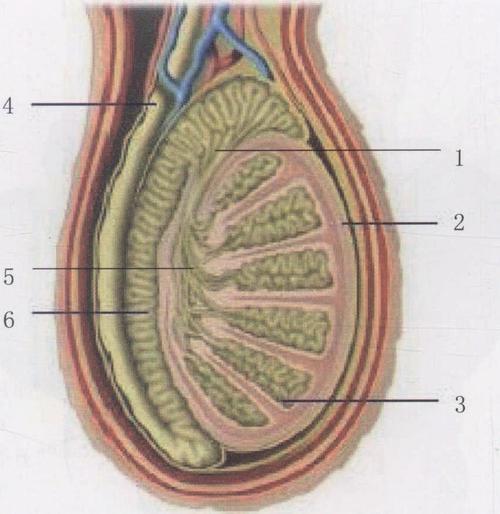 (图) 睾丸,附睾模式图(剖面观)