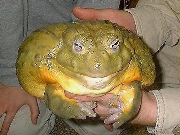 歌利亚 - 世界上最大的青蛙