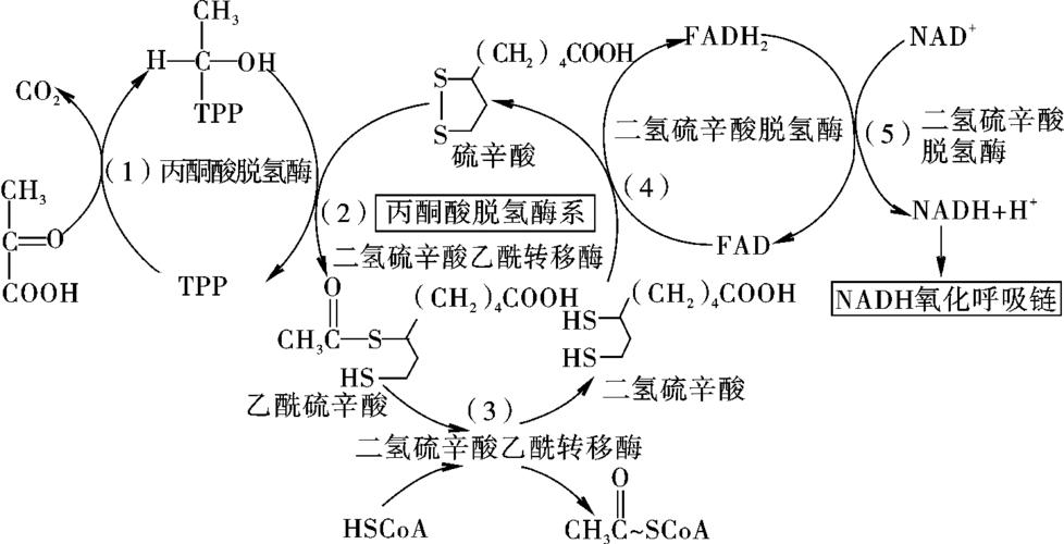 图5-3 丙酮酸脱氢酶系作用机制
