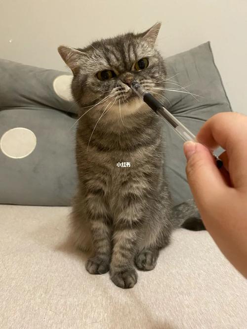 "测核酸"_核酸_我的猫_文化_绘画