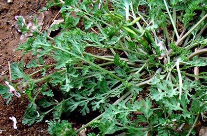 苦地丁的药用疗效