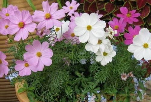 盆栽波斯菊想要养得好,这些方面你要注意哦!