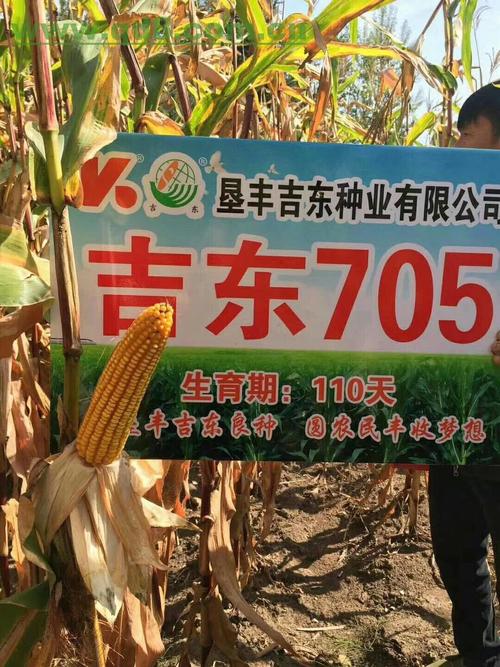 垦丰吉东705是适合玉米籽粒直收品种
