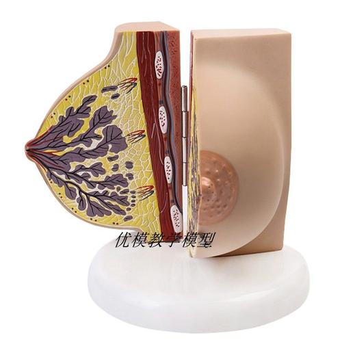 医学胸部构造静止解剖哺乳期乳房模型