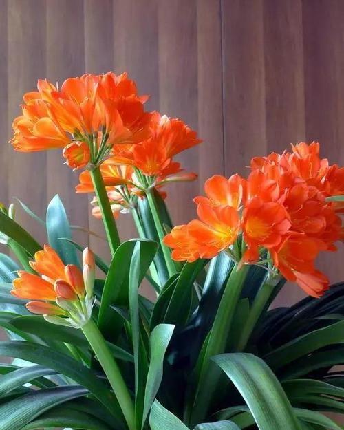 秋季养君子兰学学小窍门促进叶子生长开花数量翻倍增加