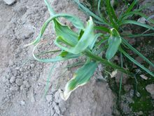 分生孢子在葡萄糖洋菜培养基上橙黄色,成串,球形至卵形,11―21×10―