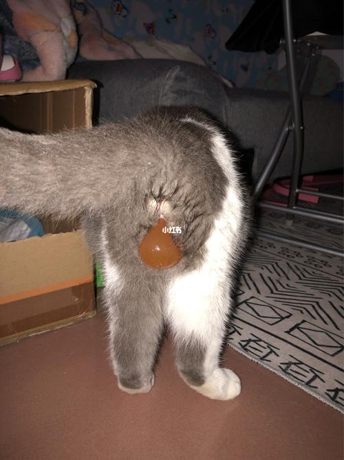 有一些说猫咪都喜欢半夜生,昨晚守了一夜都没生,羊水还在一