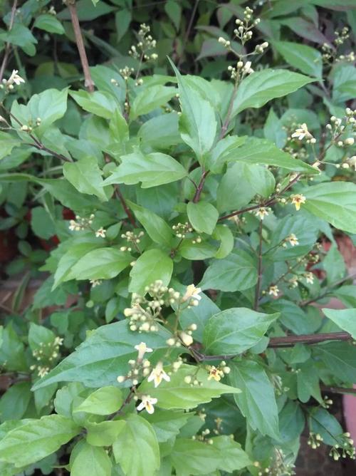 观音树并不好辨认,多长在树丛,荆棘丛中,树叶长得都很像,我的眼睛因