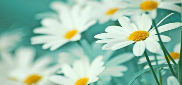 清新小雏菊屏幕保护