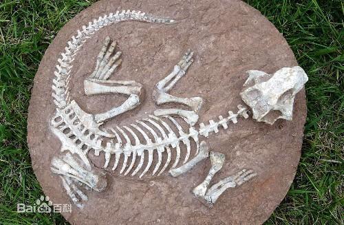 恐龙化石想出手去哪家公司好