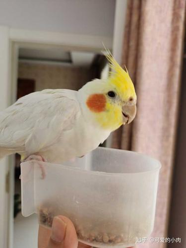 你为什么爱你的鹦鹉呢?