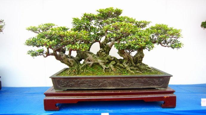 精品树木盆景(树桩盆景)_木子龙叶_新浪博客