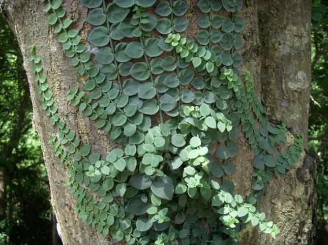 穿根藤一种寄生在大树上的中药