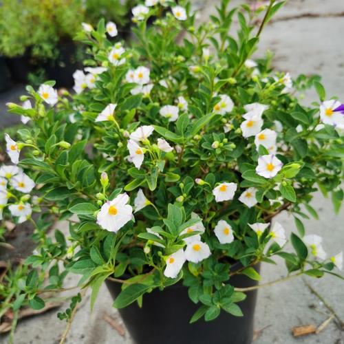 蓝花茄盆栽花苗蓝茄花多年生灌木阳台花园耐寒耐冻植物包成活包邮