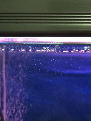 鱼缸好多小小的白虫怎么办?