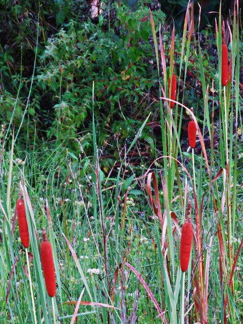 草丛中, 这个似如蜡烛的毛蜡珠,农家一般备用在家,如有刀伤,用毛