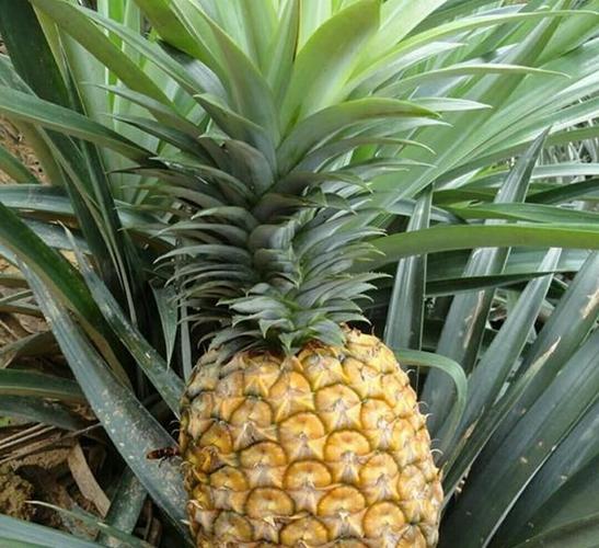 春天吃完菠萝,叶子别扔,养成漂亮的菠萝树盆景