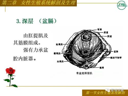 女性生殖系统解剖及生理