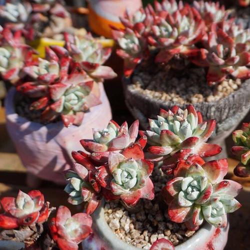 象牙叶初霜多肉仙女杯群生老桩 一物一拍 短笛花坊