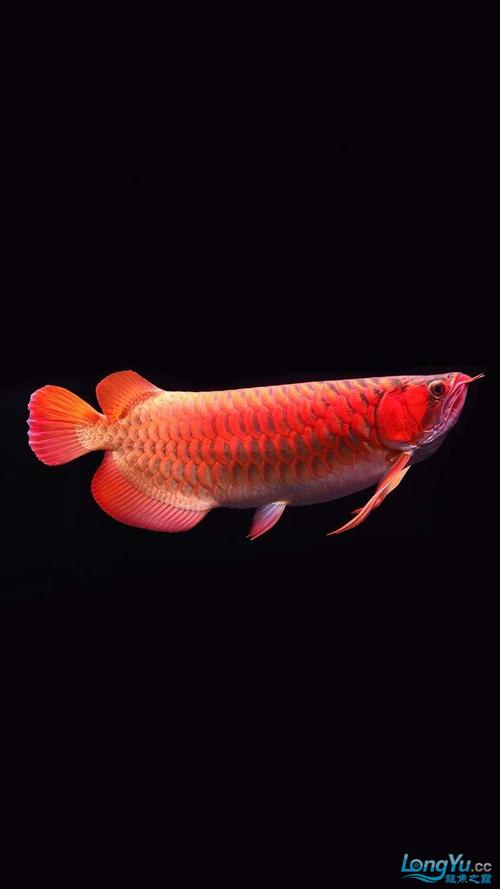 谈谈5年里养龙的经验及方法 - 龙鱼学堂 - 龙鱼之巅