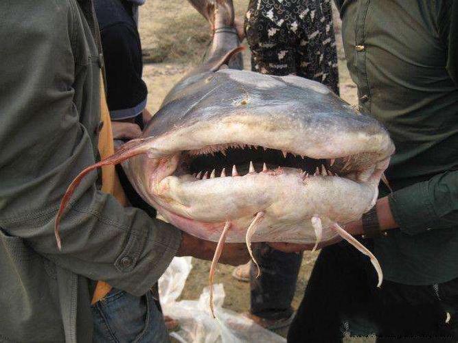 澜沧江里的神秘巨鱼,牙齿如一排钢钉,河边戏水儿童