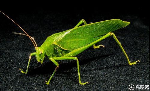 蚱蜢 昆虫 绿色