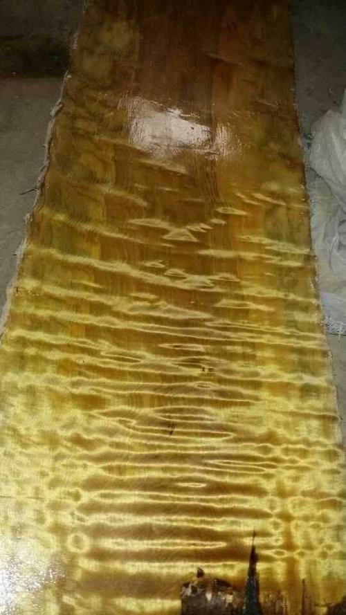 小叶桢楠 金丝楠木