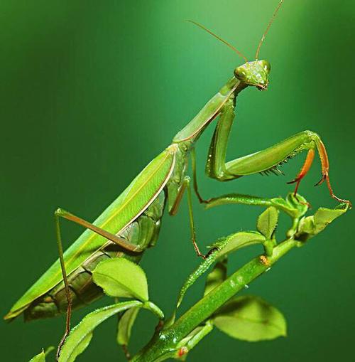 《昆虫记》大大小小的昆虫都介绍得很具体,其中我最了解的昆虫是螳螂