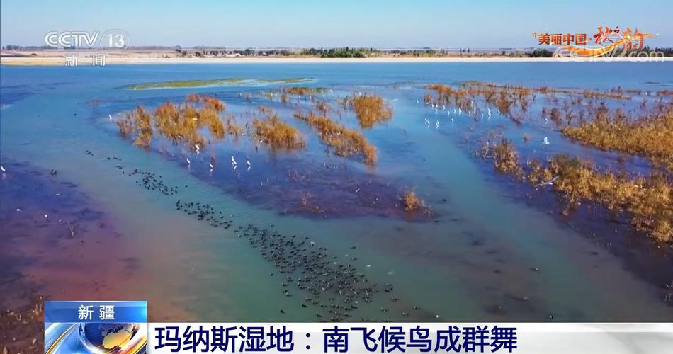 作为世界候鸟迁徙三号线上的新疆玛纳斯国家湿地公园,是鸟类迁徙和