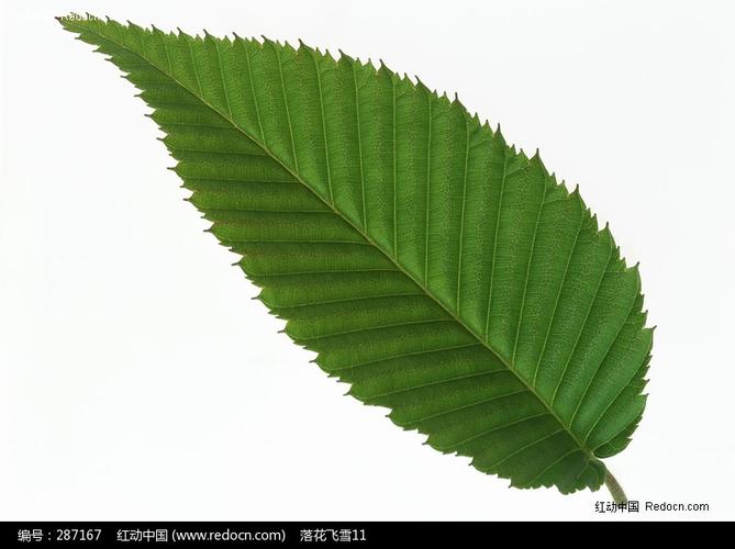 锯齿状叶子图片