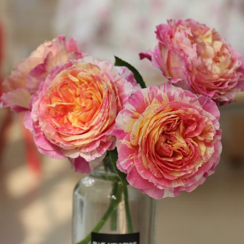 莫奈月季花苗法国大花条纹灌木丰花盆栽浓香四季开花耐热玫瑰大苗