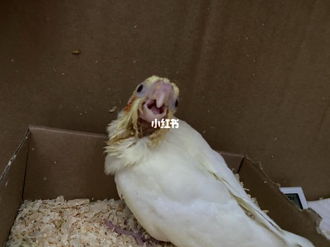 秃头玄凤的蜕变历程_玄凤_秃头_宠物_宠物其他