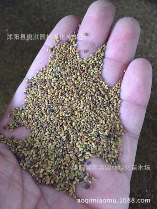 可以多买点种子这个只是种子的单独链接哦,品种名称:心形草/爱情草