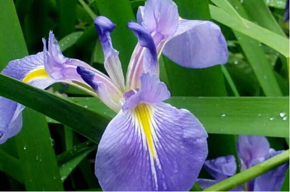 花菖蒲的花语是什么?花菖蒲和菖蒲花的区别是什么? (转载)