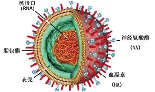 分子生物学专题 基因敲除/基因下调专题  近年来,流感病毒(ifv, 结构