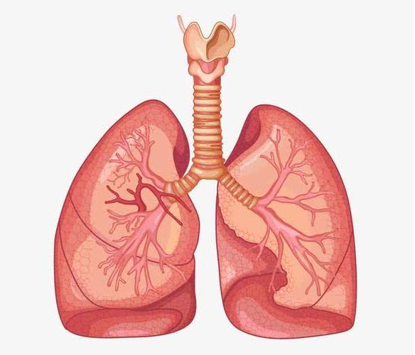 中医入门歌诀-人体的结构和功能(脏象:肺,肾)