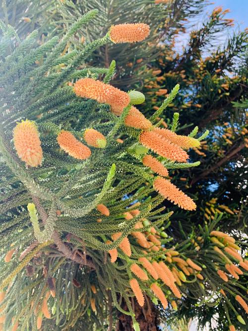 其它 南阳杉的花与果 写美篇  南洋杉 拉丁名:araucaria cunninghamii