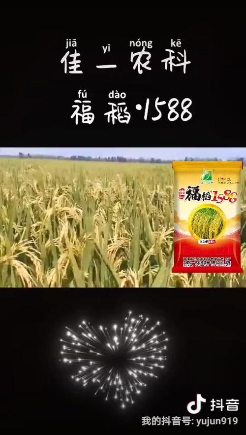 高产水稻种子佳一福稻1588