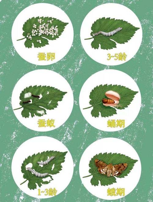 蚕宝宝的生长过程