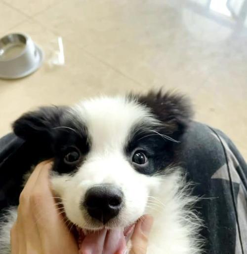 宋亚轩的狗的照片