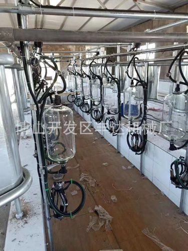 鱼骨式挤奶设备 挤奶厅奶牛奶羊骆驼挤奶设备牧场设备