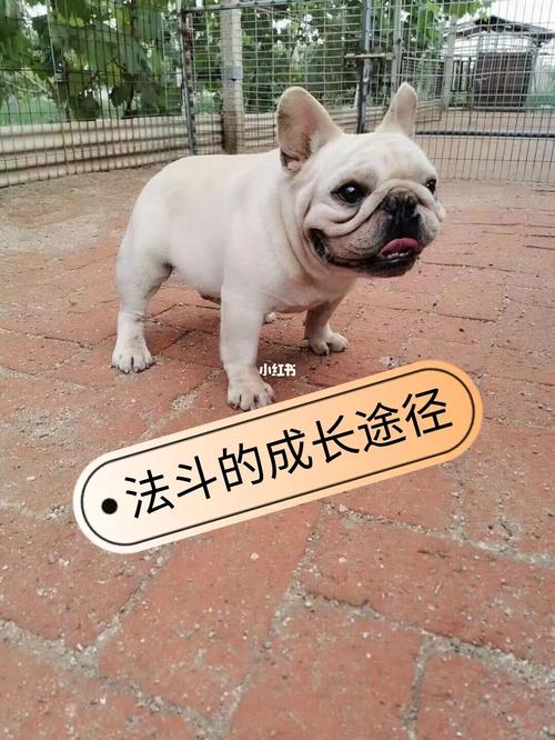 法斗的成长途径_法斗_断奶_狗狗_法国斗牛犬_宠物_狗