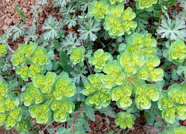 五朵云有毒吗五朵云有哪些作用