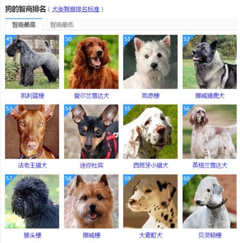 腊肠狗智商排名第几