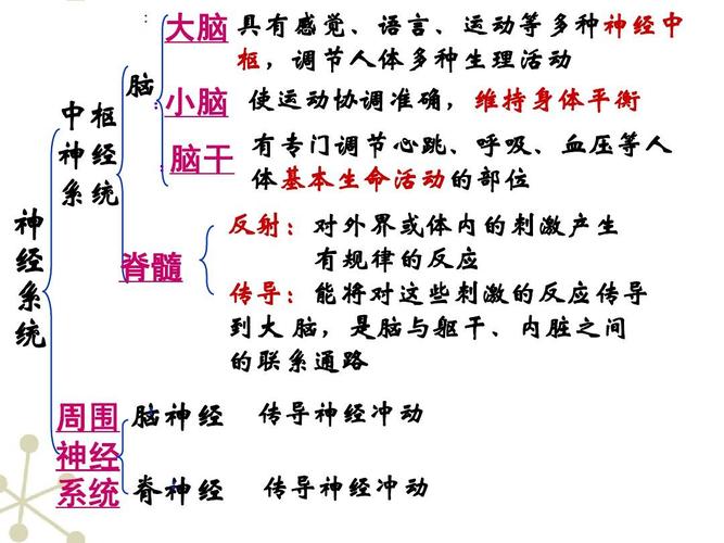 神经系统的组成ppt