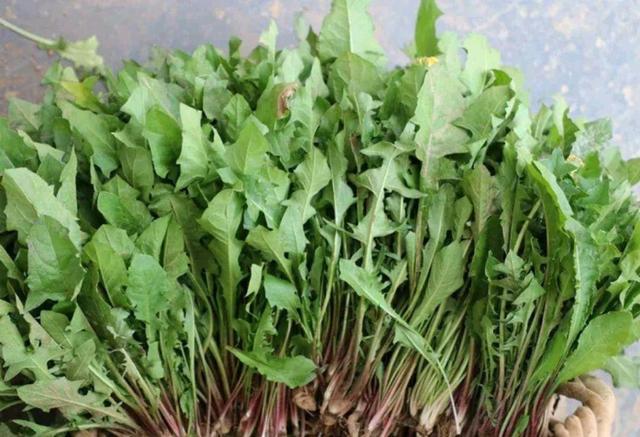 人称山莴苣嫩叶是美味野菜根是败火中药材使用价值非常高