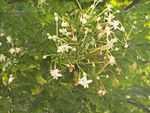 烟筒花属