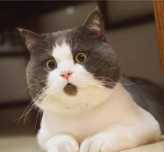 不信你没用过它的表情包!爆红网络的"惊讶猫"其实一点也不惊讶